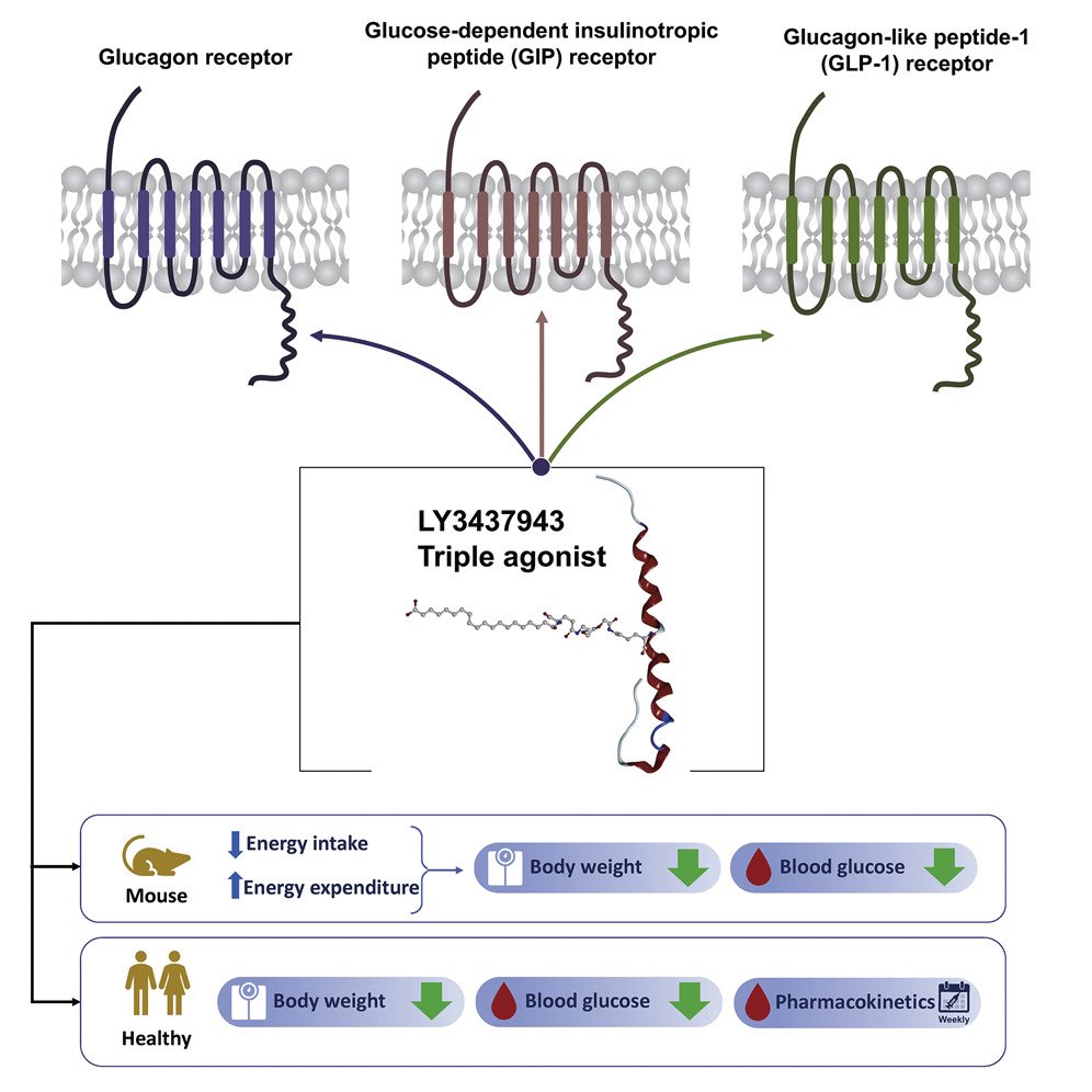 https://t.co/f1ZlOVnLCm RETATRUTIDE: “LY3437943, a novel triple glucagon, GIP, and GLP-1 receptor agonist for glycemic control and weight loss: From discovery to clinical proof of concept” #Retatrutide @LillyTrials @LillyES @NatureRevEndo @SEDiabetes 