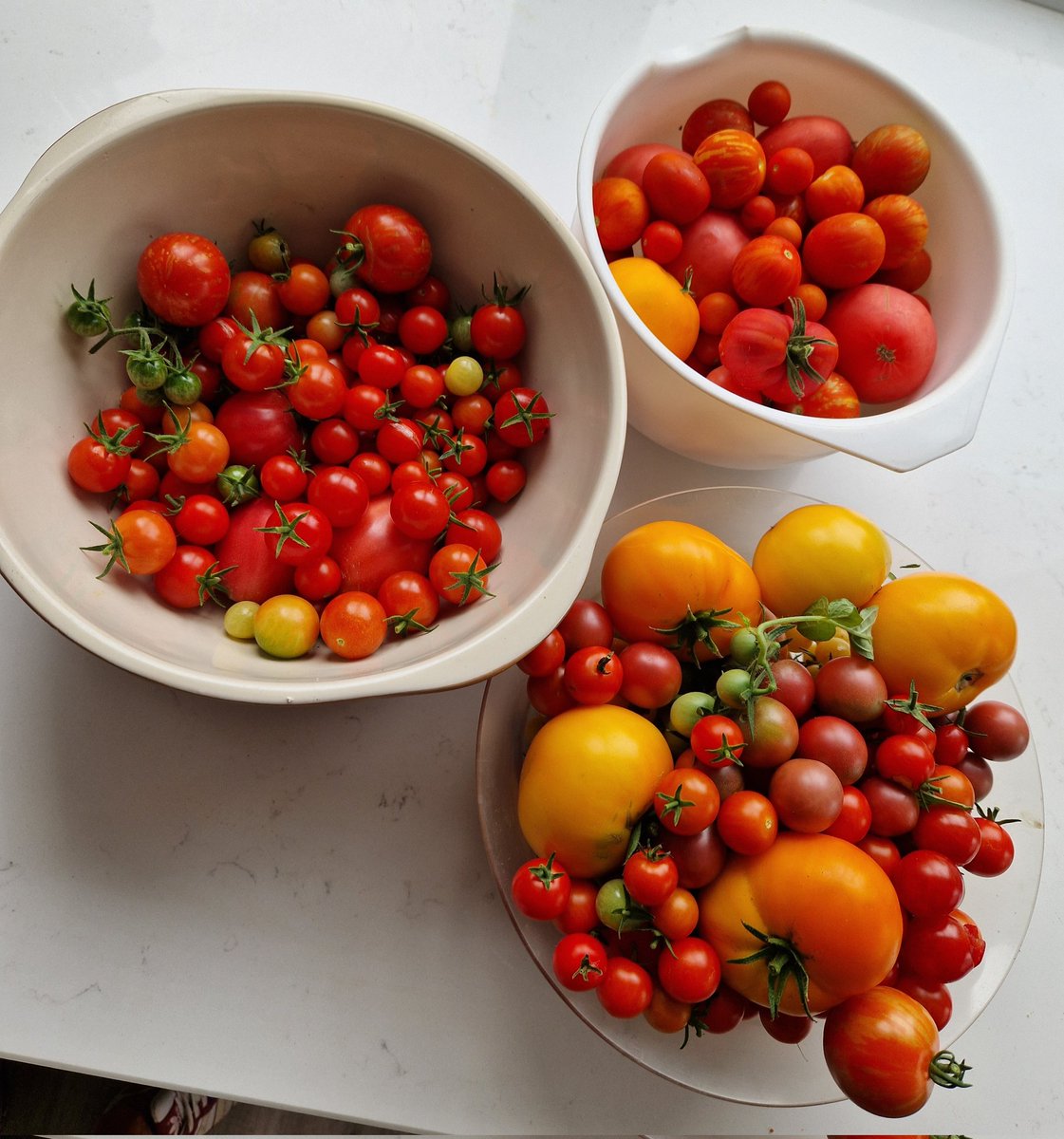 Today is a #tomato day! Lots of pasta sauces to be made 😋
