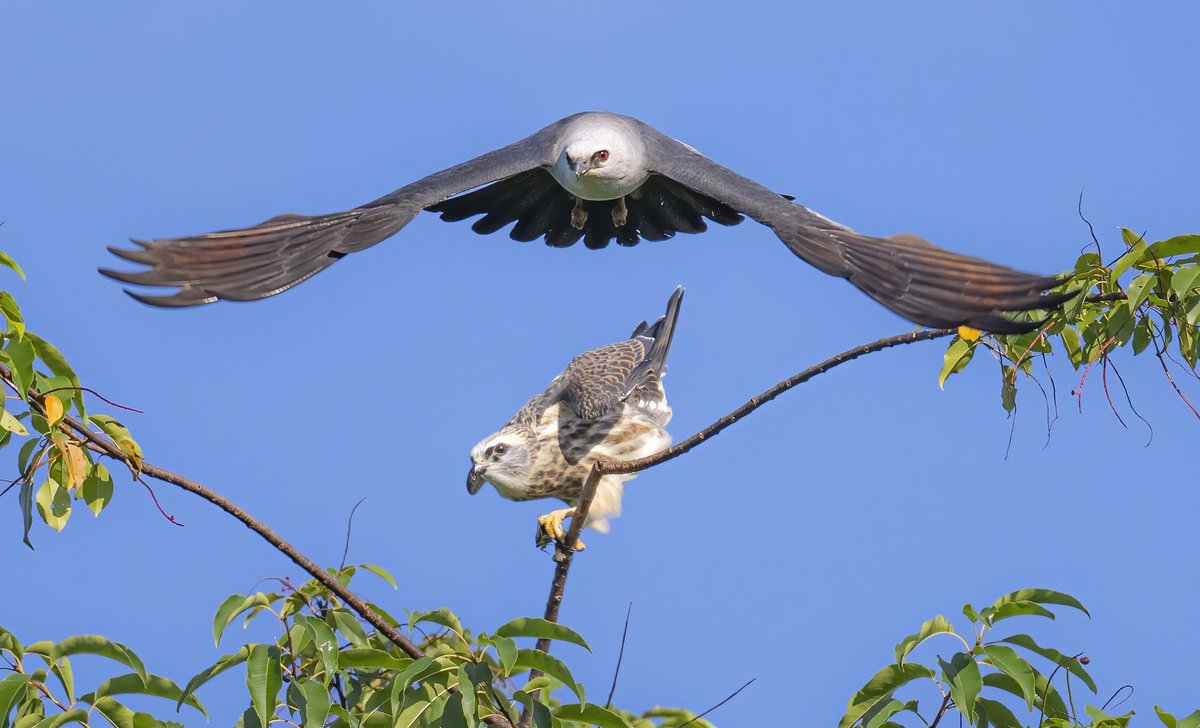 Protector! A Mississippi Kite mom flies over her fledgling kid @ Anne Arundel county, Maryland. (2022-08-20)  #TwitterNatureCommunity #BBCWildlifePOTD #ThePhotoHour #IndiAves #mississippikite #raptors #mondaythoughts