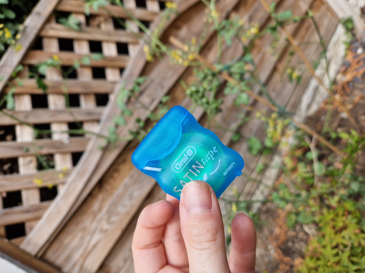wildeemma5's tweet photo. When Oral B floss comes to the rescue for your tomato plants πͺ΄ and hubby thinks you have gone a little crazy π€ͺ
@oralb_uk
#multipleuses #dental #hygienist #hygienistproud #dentaltherapist #floss #greenfingers #gardenerstips #Gardentips https://t.co/rjYL1G20pl