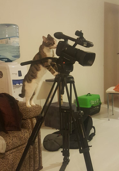 DontShowYourCat's tweet photo. behind the scenes https://t.co/2CBrHlXt8H