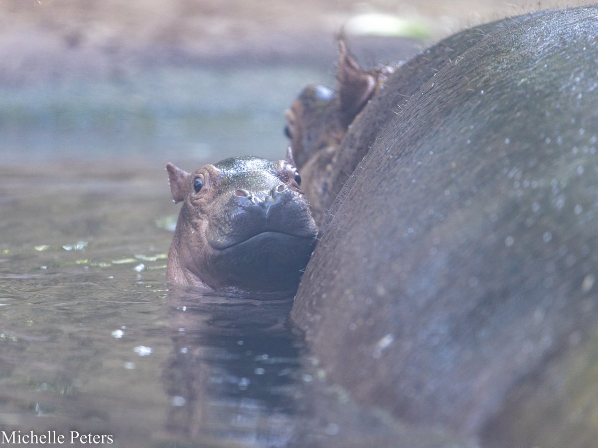 CincinnatiZoo tweet picture