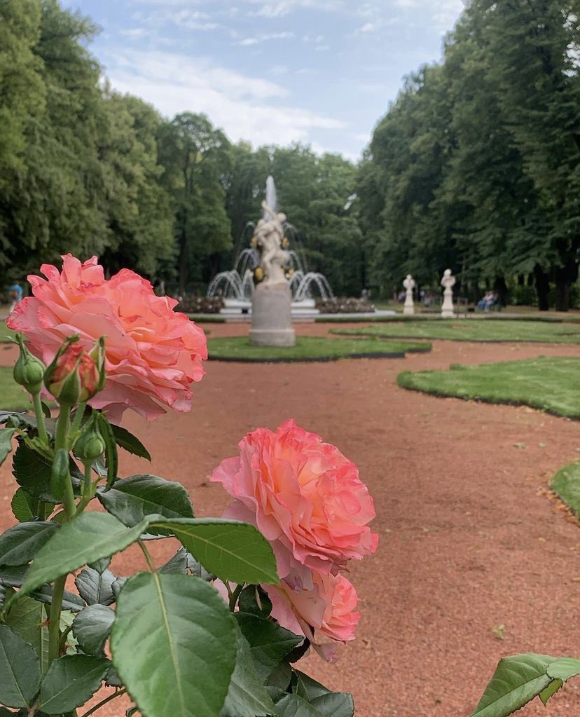 lenoca_art's tweet photo. I usually have a plan for the summer 😁
Peterhof once, boats once, bridges once 😁 more often for some reason it never came out!
But here is the summer garden - always many times 🌺 I love its majestic oaks, the coolness of the shade, fountains, benches, and roses!
#saintp https://t.co/FZLji2yWUf