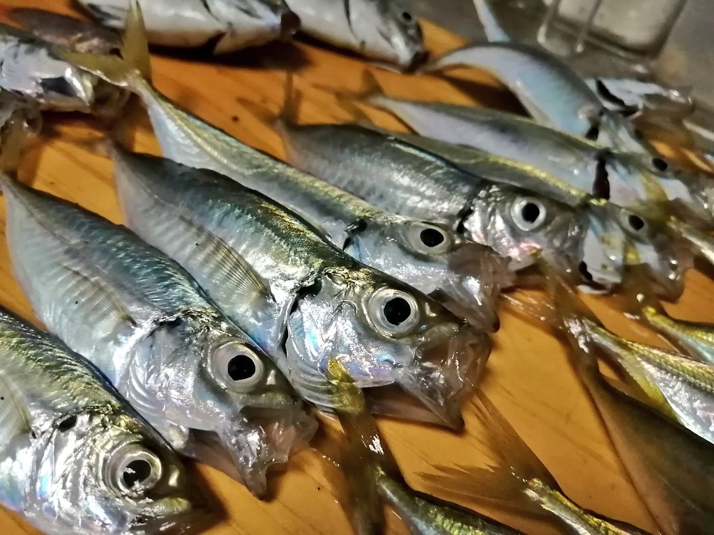 かな はこにわ いっぱい釣れた 味噌焼きはイスズミ フライと刺身はアジ T Co G6shg9cykf Twitter