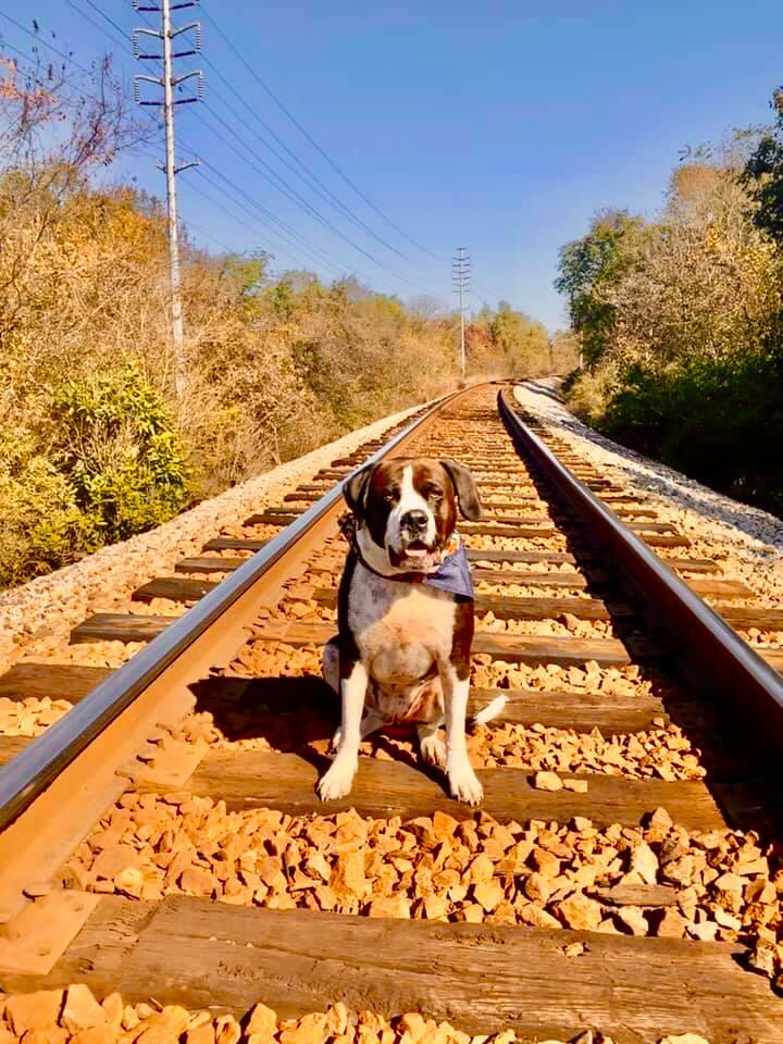 HamiltonStephe's tweet photo. Today Zeke and I got lucky and found this private trail.  We didn’t see anybody else on it for miles.

#hikingwithdogs #hikingadventures #lettinggotheleash #stephenellishamilton #dogsofinstagram #travelblogger #dogblogs https://t.co/Dk0tzs52KR