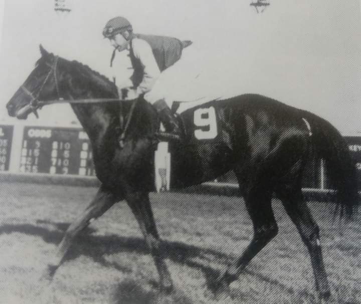 HORSERACING1002's tweet photo. ASSAGAI 🇺🇸(USA) 1963
(WARFARE - PRIMARY II BY PETITION)#Assagai a multiple Graded Stakes winner 🏆 in 🇺🇸. 
1966 Ghampion Grass Horse https://t.co/vQcgws3zvf