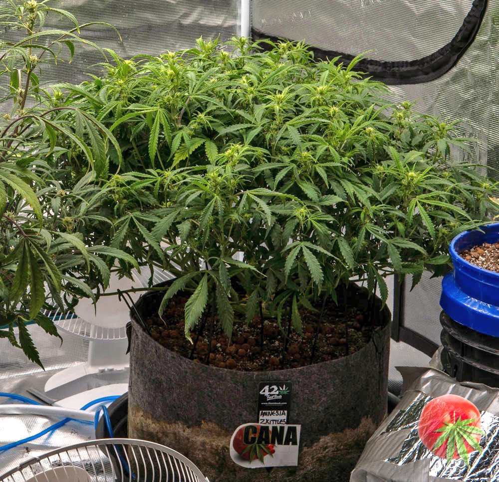 canamatoes's tweet photo. Fastbuds Amnesia Zkittles day 55 @Fast_Buds MegaPot, Monkey Nutrients crushing it again
550Watts of of Mars FC6500 today. This will change very soon.
@MarsHydroLight
https://t.co/fg9Pj6BWQU
#Mmemberville
#cannabiscomunity
#canastyle
#canacommunity
#peace #love #laugh https://t.co/6Xpplq8Meh