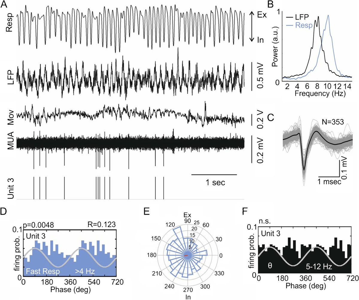 Most network oscillations in the #brain arise from the #CNS, but some are influenced by body processes such as #respiration. Here, researchers from the @DraguhnL give more insight. <a href="/FelixJung_/">Felix Jung</a> <a href="/uniklinik_hd/">Universitätsklinikum Heidelberg</a> <a href="/karolinskainst/">Karolinska Institutet</a> #openaccess #neuroscience link.springer.com/article/10.100…