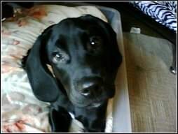 Melissa Snoddon tweet media