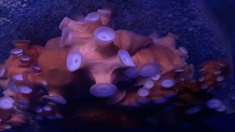 New York Aquarium on Twitter "Although they are often referred to as