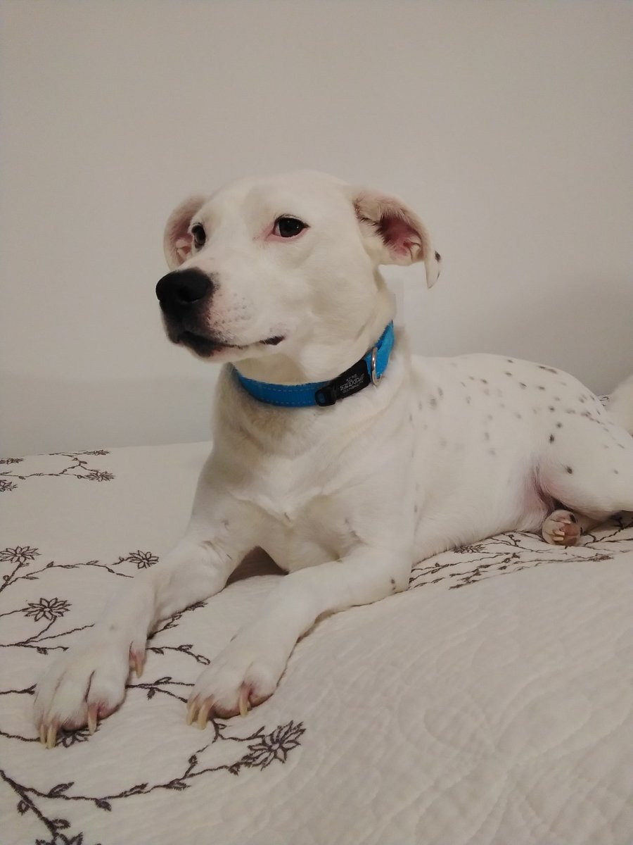 Melissa Snoddon tweet media