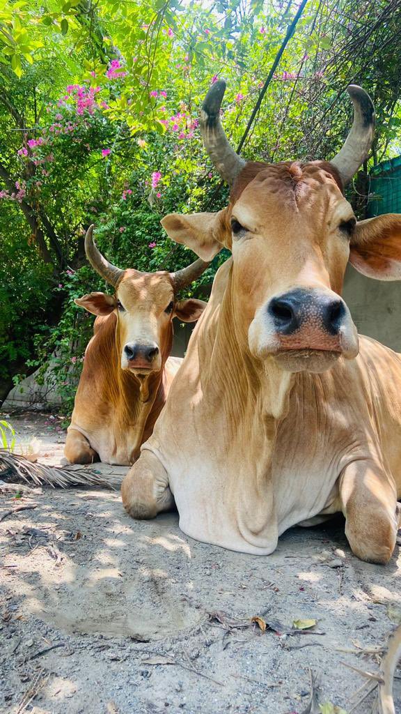 VoiceofGauVansh's tweet photo. Our aim is to raise voice against the plight of stray #cattle dumped in #Gaushalas.
#vog #saveanimlas kindly follow our page and RT to support our cause. https://t.co/y0YA9gAIW1