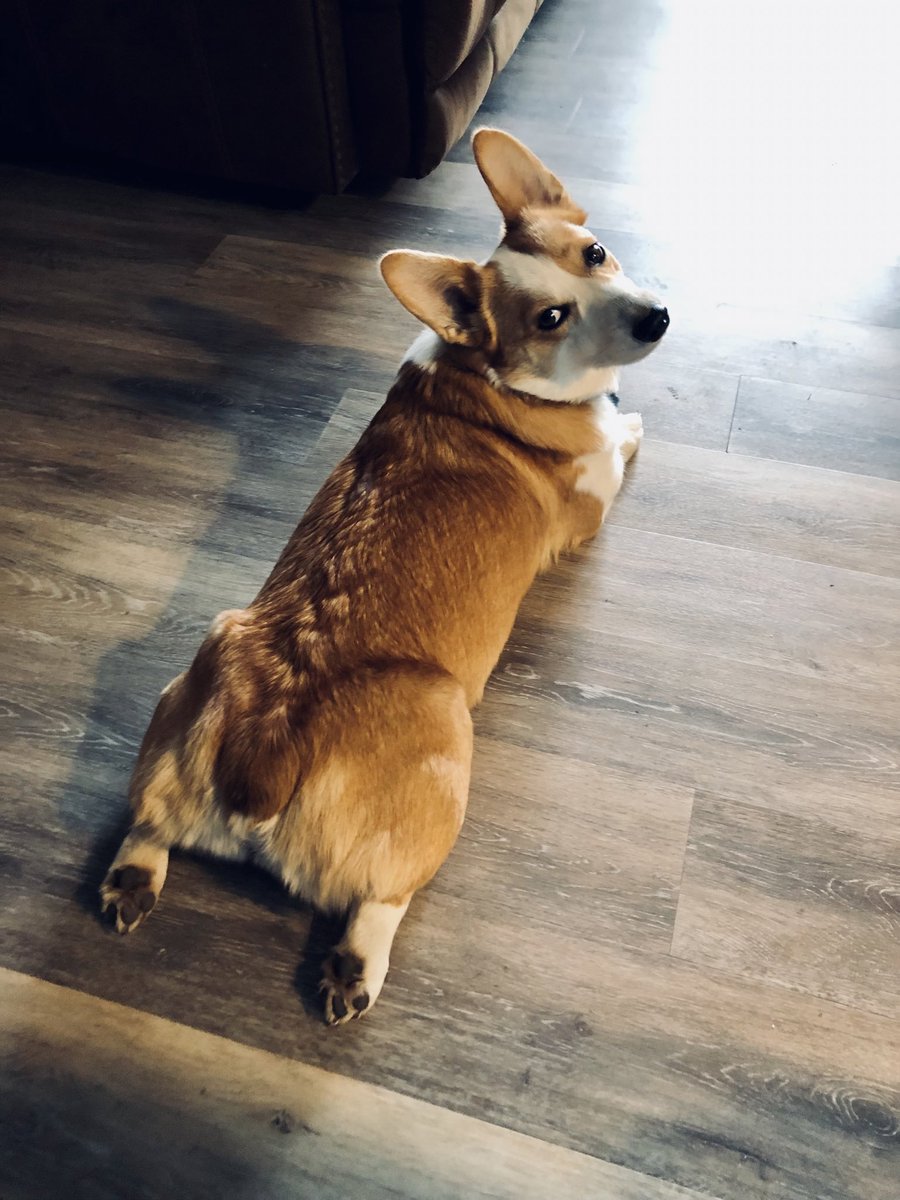 When the phrase “Fluff Butt” makes her think I’ve said her name. 😅 #CorgiCrew #Corgi
