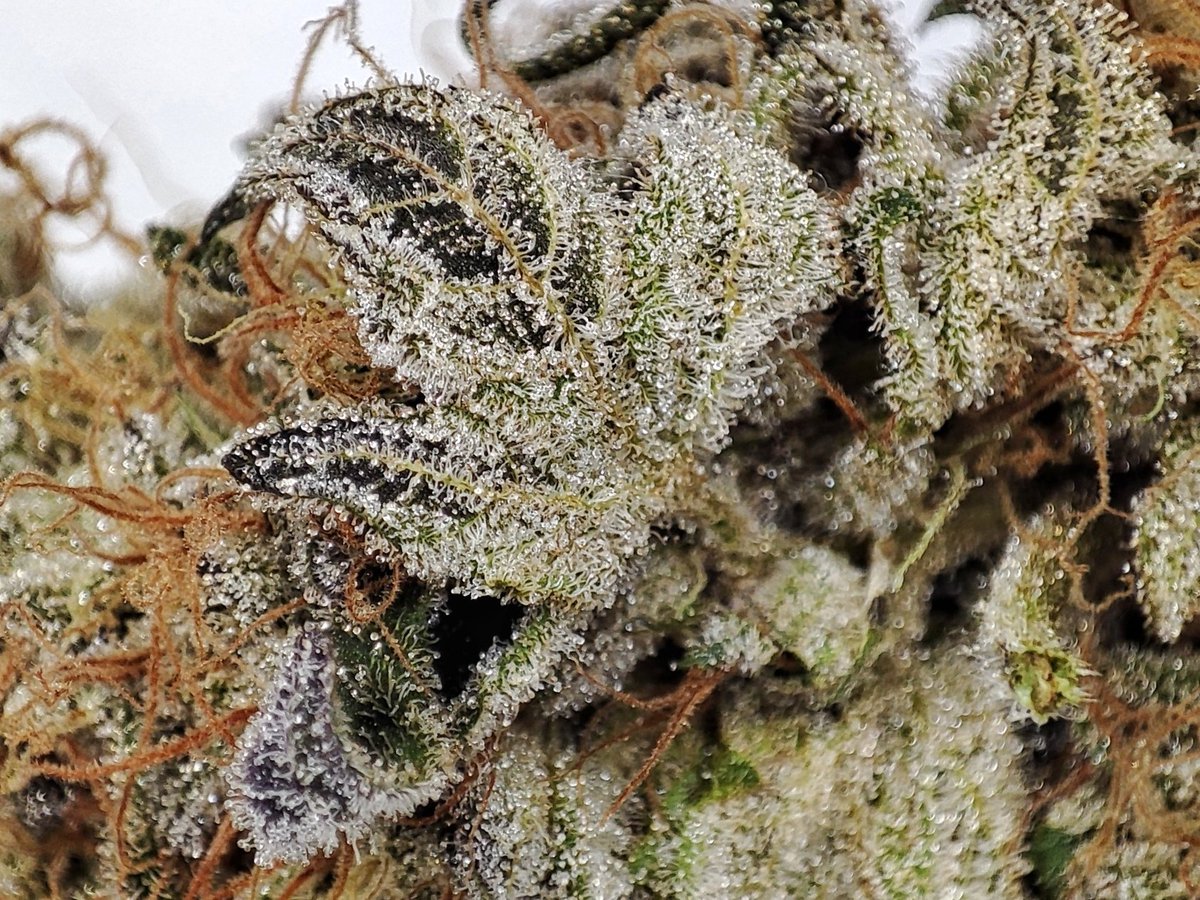 desdelasemilla's tweet photo. #Dosi2 de @BuddhaSeeds nos regala estas #flores llenas de #resina.🔥 https://t.co/QKYCynUKo3