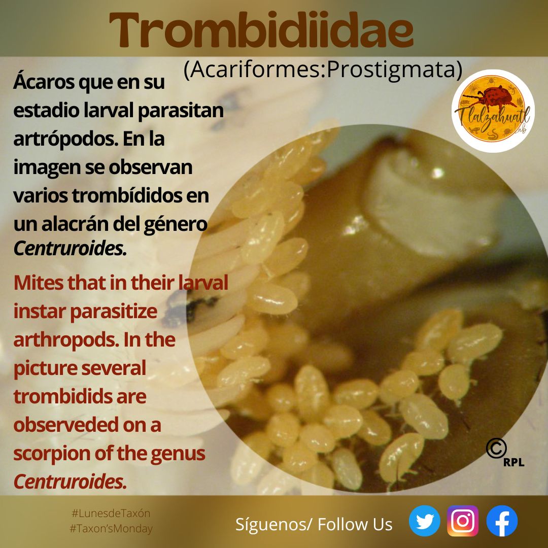 TlalzahuatlLab's tweet photo. #TaxonMonday 127
Our partner @laura_microbito shows us a family of mites parasites on scorpions.
_ _ _ _ _
#LunesDeTaxón 127
Nuestra compañera @laura_microbito nos ilustra una familia de ácaros parásitos de artrópodos. https://t.co/BzROPzIxX8