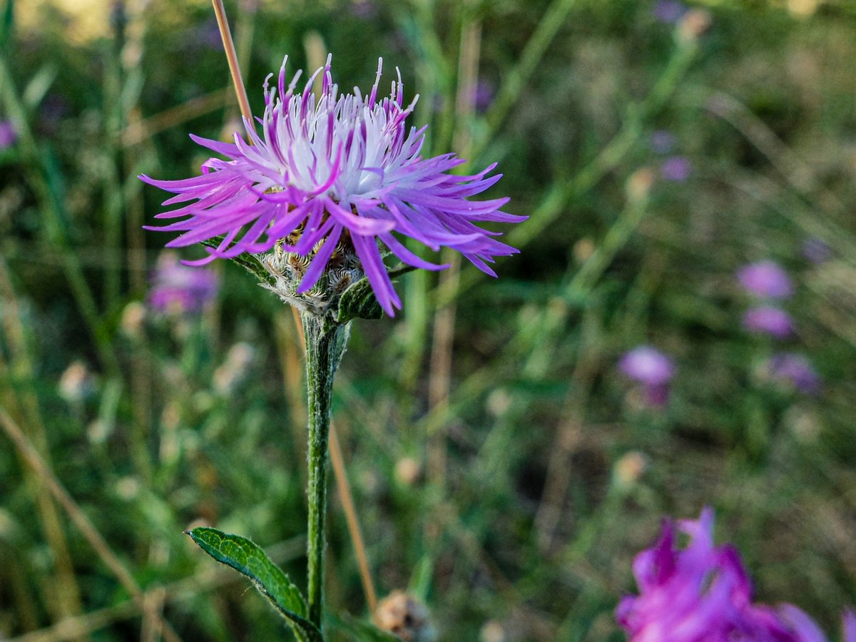 Le Refuge - délégation régionale BFC tweet media