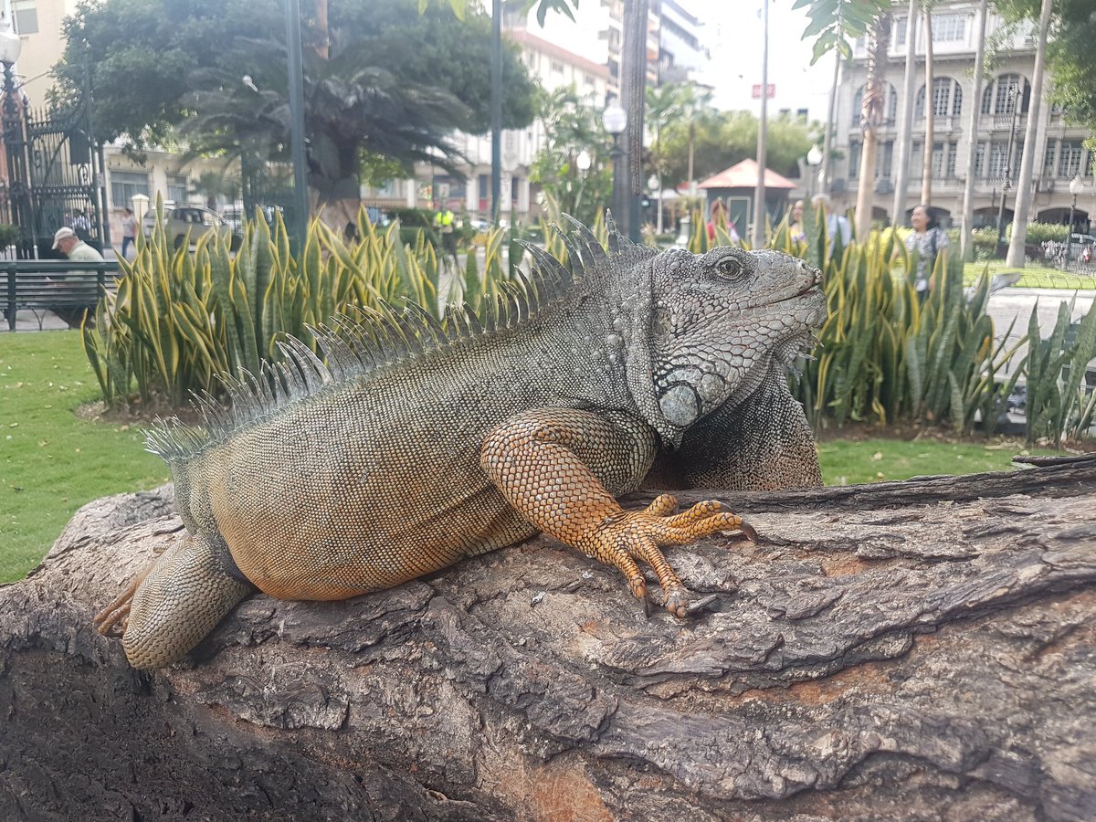 Parque Seminario, también conocido como el Parque de las Iguanas, está ubicado en pleno centro de la ciudad de #Guayaquil .
#Ecuador