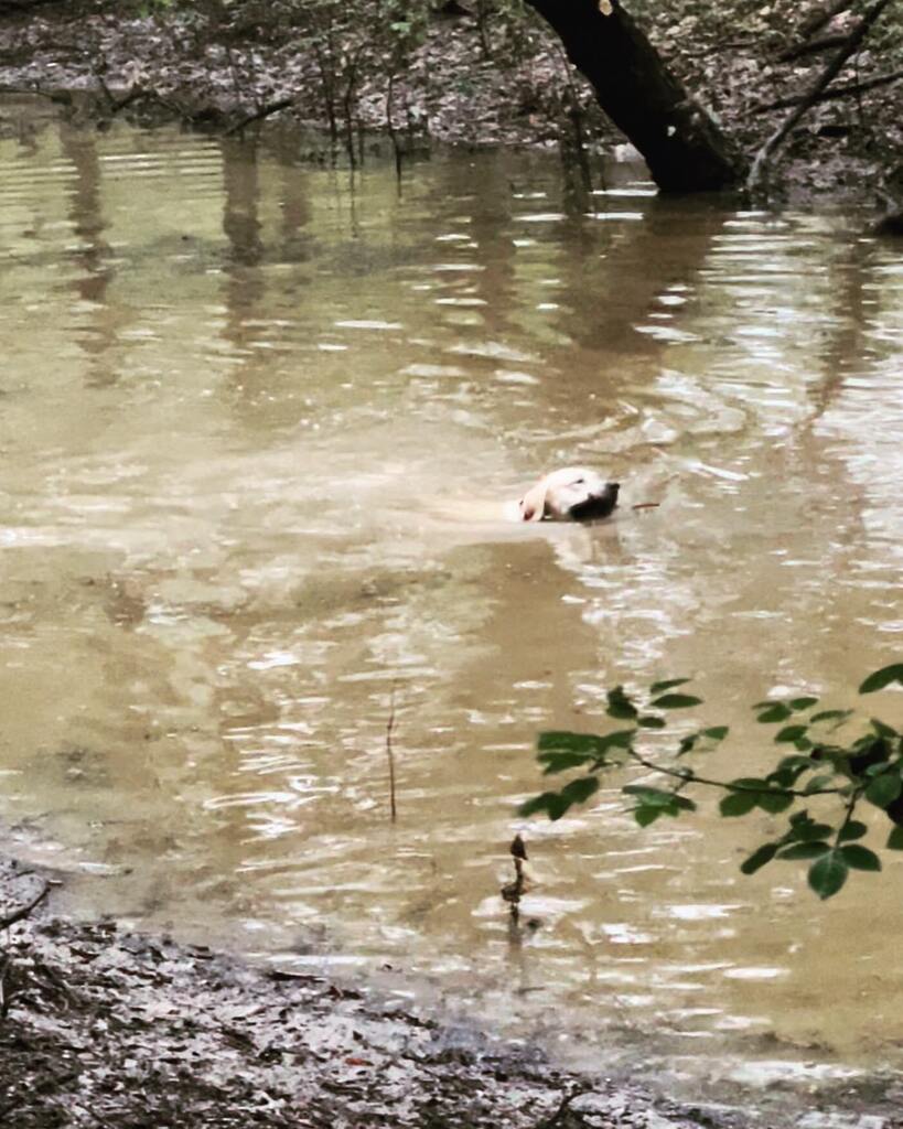 jmfryar's tweet photo. 6.3 inches of rain will take our little creek pond from empty to full! Deep enough for a lab to play for sure. We can handle up to about 4 inches without too much runoff damage. After that, we’ll, the tractor an I have work to do. Driveways wash out pret… https://t.co/iKNEKACvM9 https://t.co/D1v4V8edVv
