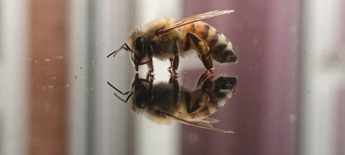 viacharity's tweet photo. Help us get a Bee Hive for the centre by following the link and voting for this picture taken by one of our veterans: SELF REFLECTION @timboughton @DanielBerke1 @jamesdeeganMC @exSASChrisRyan @authordlewis @CharlieMartell1 @Charlie_Farley_ 
Follow Link https://t.co/MrcPXwRvvP https://t.co/ECTzjTJnQV