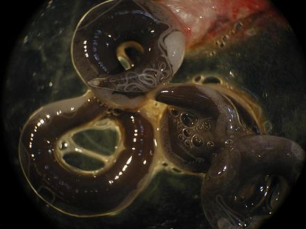 OK #ICOPA2022  folks - and some cool talks to:
<a href="/MicheleDeNoia1/">Michele De Noia</a> on in situ diagnostics for the devastating eel parasite A. crassus tomorrow (Tuesday) 12 05 host parasite interaction in fish session Hall B3 M7+8 . Contributing to 99% decline in European eels 😬