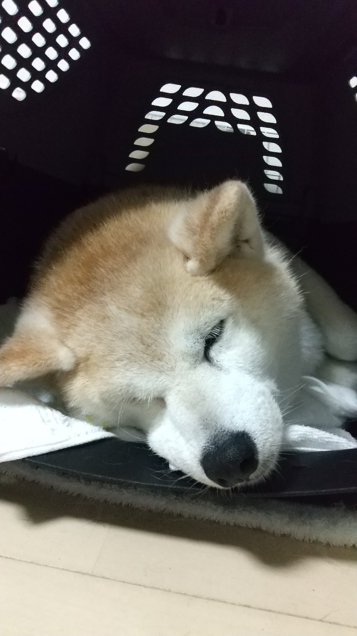 きなさんぽ その口元ぐにーってなってるのめちゃくちゃかわいいんですけど 柴犬 しばいぬ 犬のいる生活 犬好きさんと繋がりたい T Co Cnyjgzkudp Twitter きなさんぽ その口元ぐにーってなってるのめちゃくちゃかわいいんですけど 柴犬 しばいぬ 犬のいる生活 犬好きさんと繋がりたい T Co Cnyjgzkudp Twitter