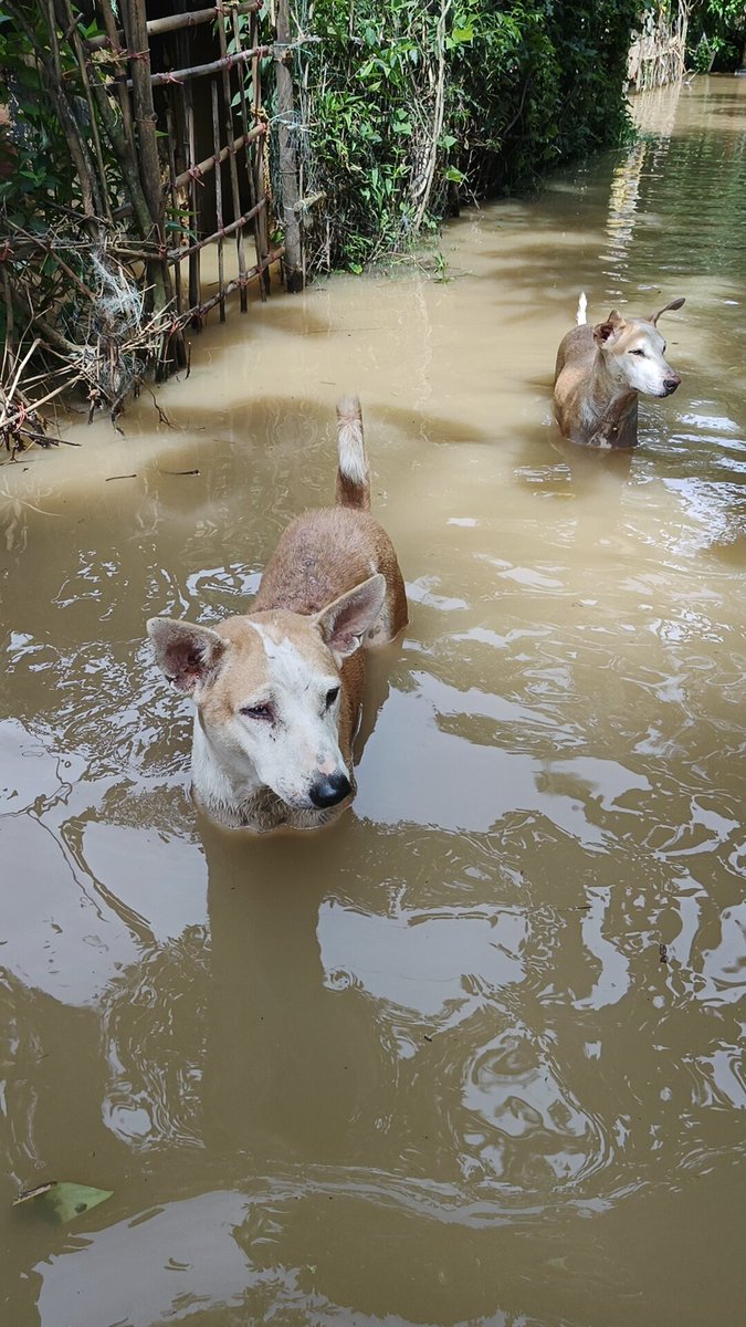 MousumiMohanty2's tweet photo. ଏମାନଙ୍କ ପାଇଁ ବି ବନ୍ୟା ଆଣିଦେଇଛି ଦୁଃଖ😞
ଲୋକ ଭୋକ ଉପାସରେ ଏମାନଙ୍କୁ ବା କିଏ ପଚାରେ!!! https://t.co/F9YpPTBe6z