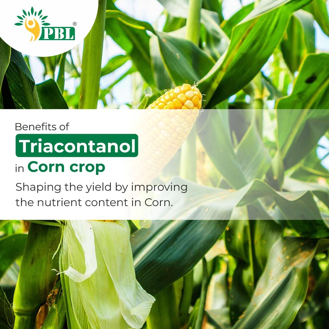 Benefits of Triacontanol in Corn Crop

#agriculture #peptech #farming #crops #cropproduction #sustainablefarming #cultivation #triacontanol #corn #cornproduction #pgr #plantgrowthregulators #peptechbio #plantnutrients #cropyield