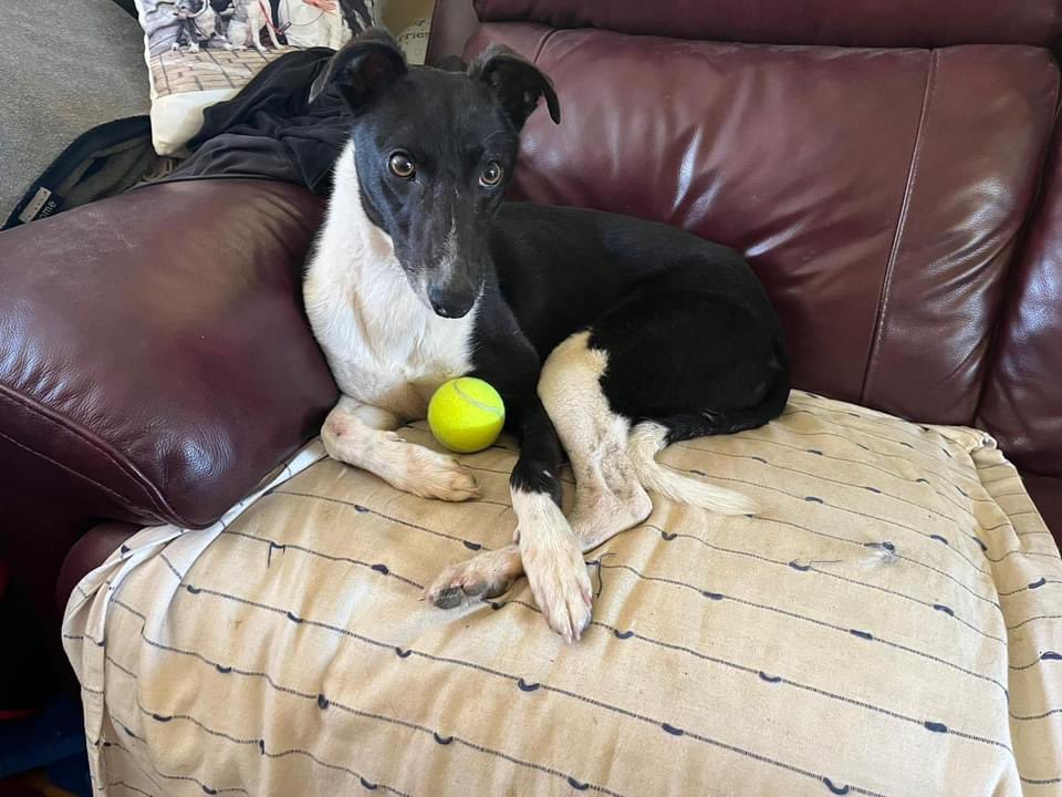 pleasedonotbend's tweet photo. lost in the Wicklow mountains please look out for Jake 🙏🏻
https://t.co/4r052fPRr5
#Wicklow #Tonelagee #Hiking #LostDog #WicklowMountains @Mountains_Mind #WicklowWay #Glendalough #Laragh @ashanimalrescue https://t.co/bTJE4Eke22