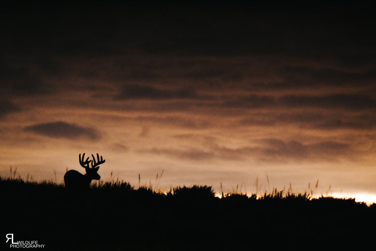 ronlphotos's tweet photo. Early morning whitetails
#wildlifephotography #wildcolorado #whitetailhunting #whitetailaddiction #whitetailcountry #whitetailcountry #whitetailbucks #whitetailfreaks #whitetailbuck #whitetaildeerhunting #whitetailcrazy https://t.co/4RxmlLTesU