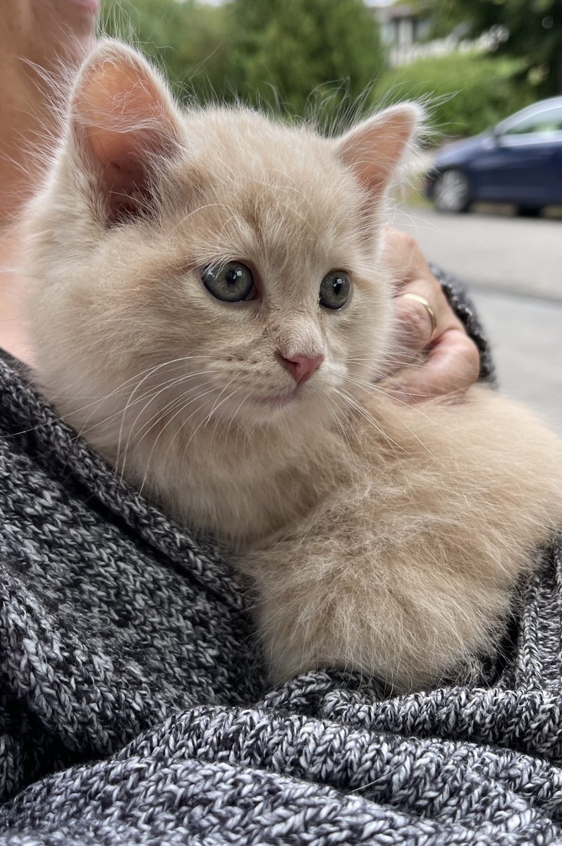 KitsunebiTomoko's tweet photo. Sweet children Fulgur, Ike, Uki, Nina, Rosemi &amp; Petra are off for spay, neuter and adoption 💕#NIJISANJI_EN #NijiPets https://t.co/ESZk9ipHsO