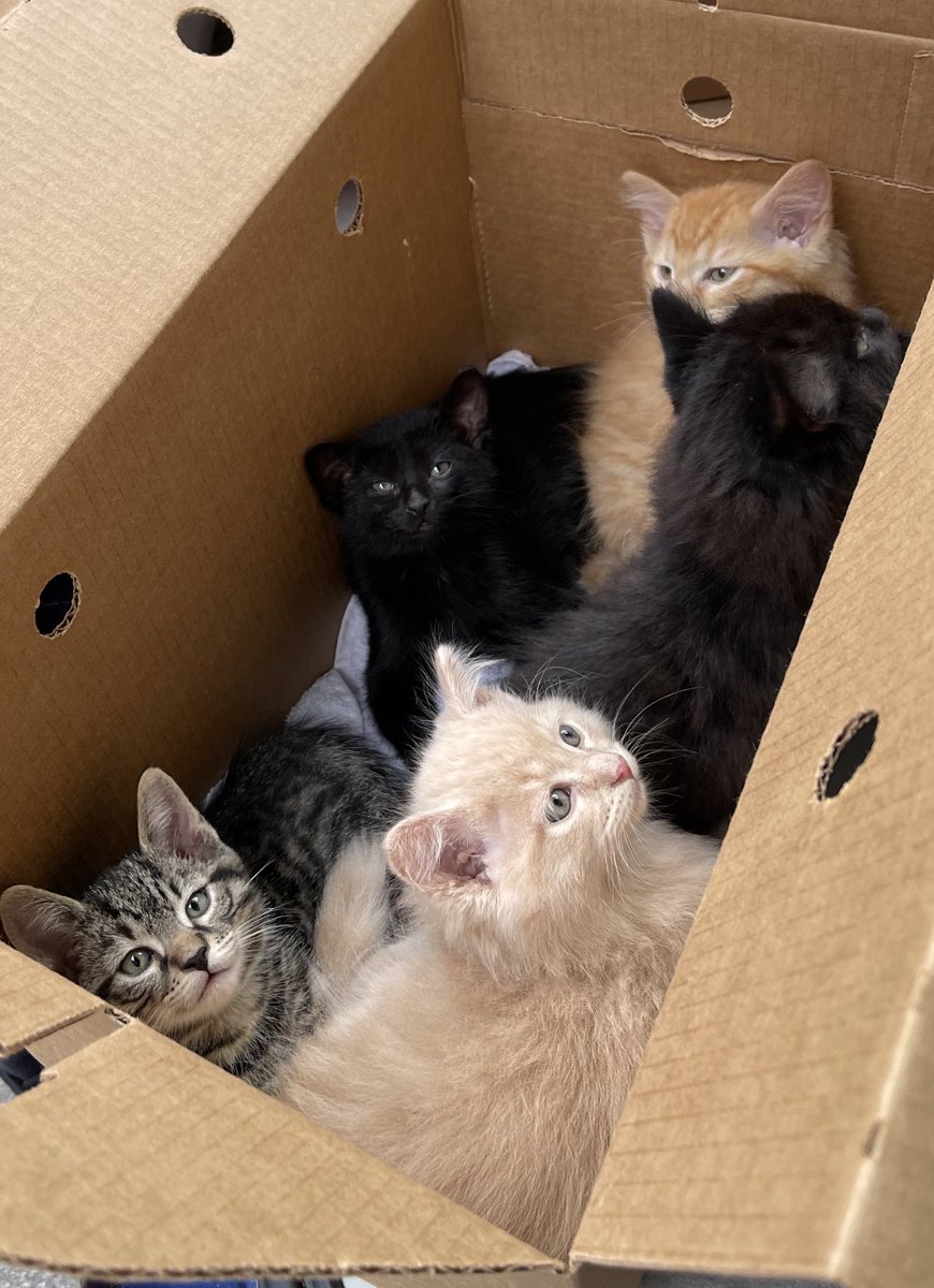 KitsunebiTomoko's tweet photo. Sweet children Fulgur, Ike, Uki, Nina, Rosemi &amp; Petra are off for spay, neuter and adoption 💕#NIJISANJI_EN #NijiPets https://t.co/ESZk9ipHsO