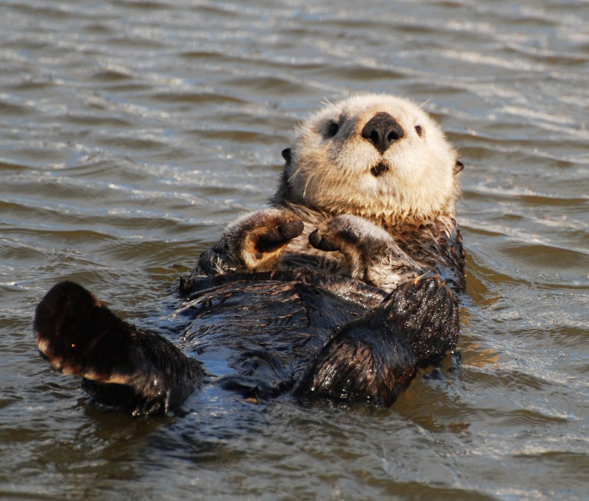 OtterAnHour's tweet photo. https://t.co/BBl2zA2s3t