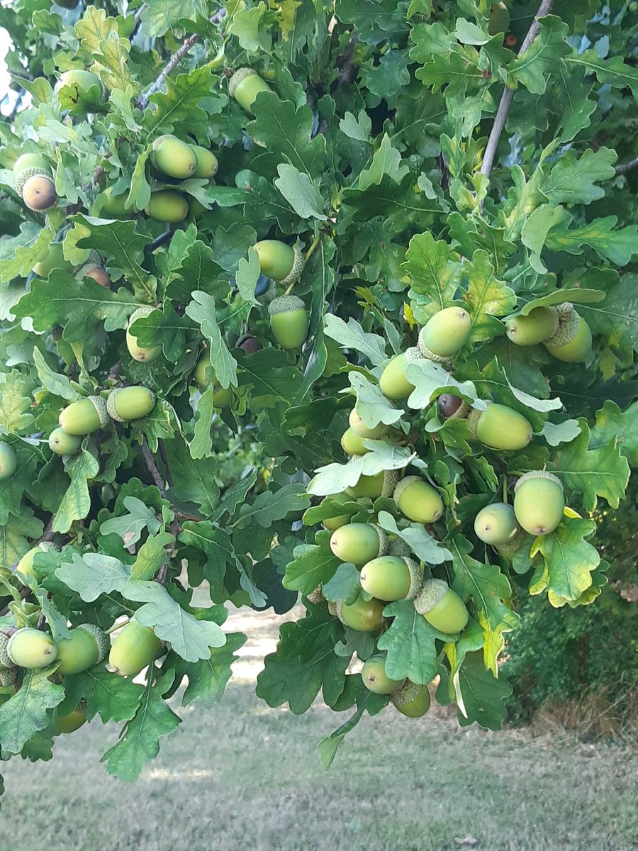 curious_kent's tweet photo. Loads of #acorns this year! #englishoak #beautifulkent https://t.co/VXgS8teDiU