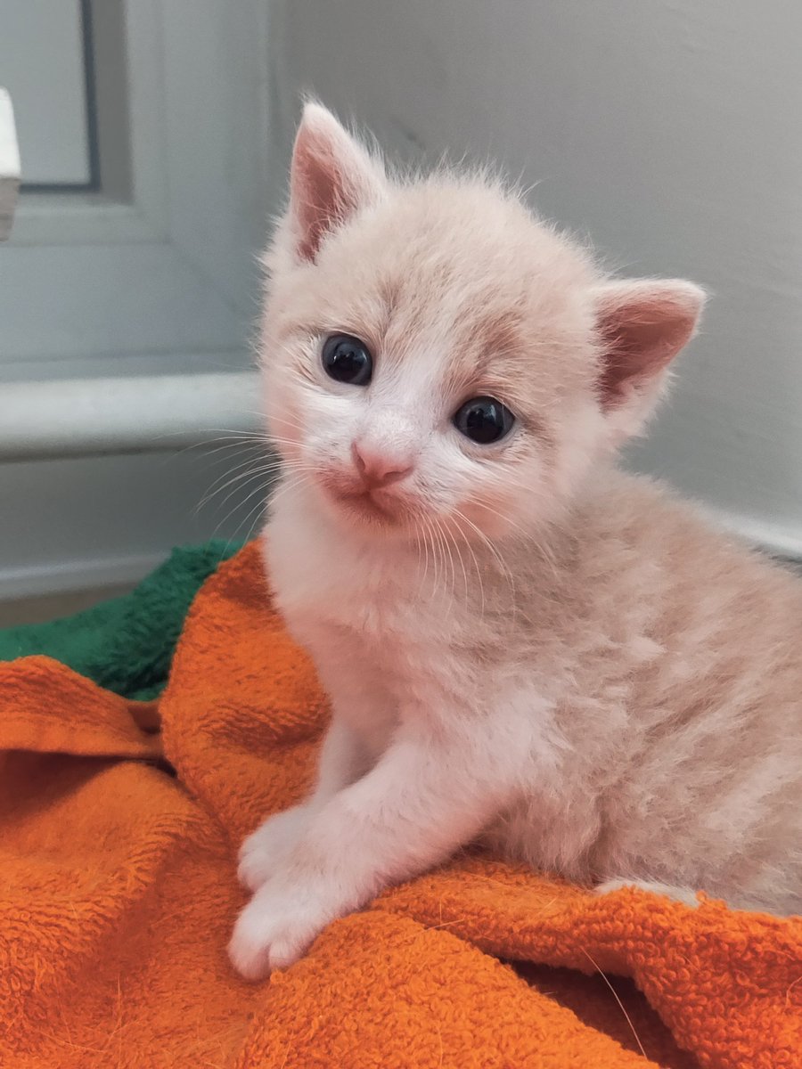 Nadine Niggemeier tweet media