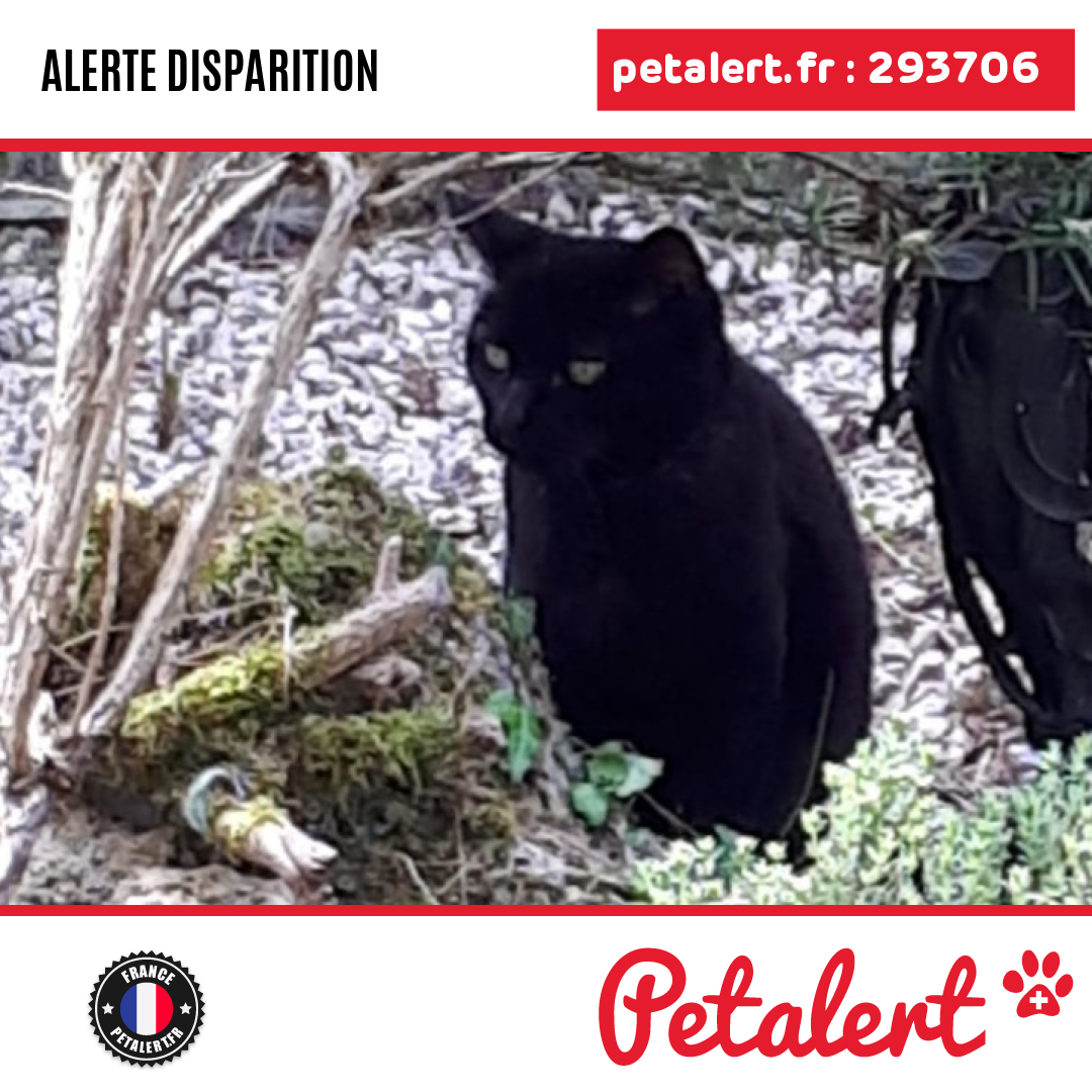 petalert_france's tweet photo. Disparu #Chat #Morbihan #Serent #Petalert #PetAlert56 / https://t.co/OYlPwwZBQw https://t.co/rR0e2O78fl