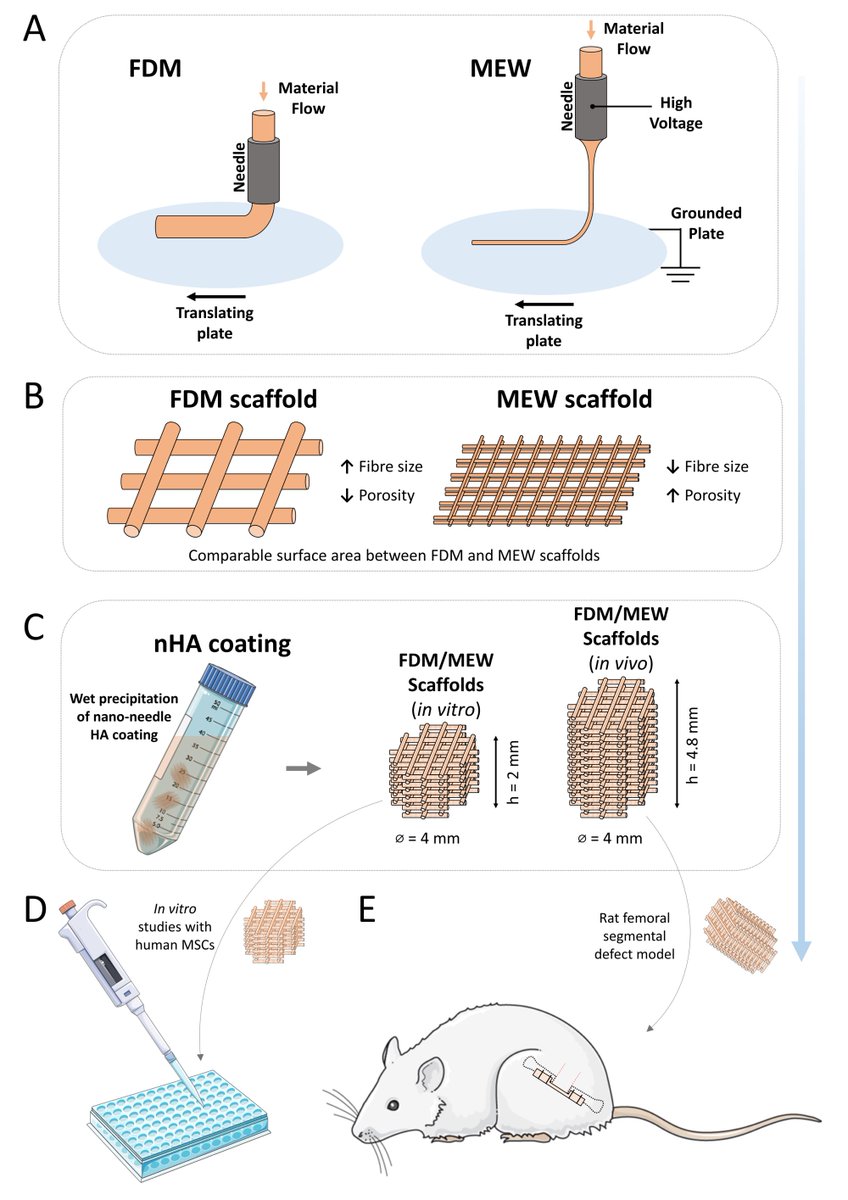 New paper led by <a href="/KianEichholz/">Kian Eichholz</a> out in <a href="/Biofabrication/">BF</a>  
‘Scaffold microarchitecture regulates angiogenesis and the regeneration of large bone defects’
doi.org/10.1088/1758-5…
Study from our <a href="/ambercentre/">AMBER</a> bioprinting project co-funded by @scienceirel + Johnson &amp; Johnson w <a href="/HoeyLab/">David Hoey</a>