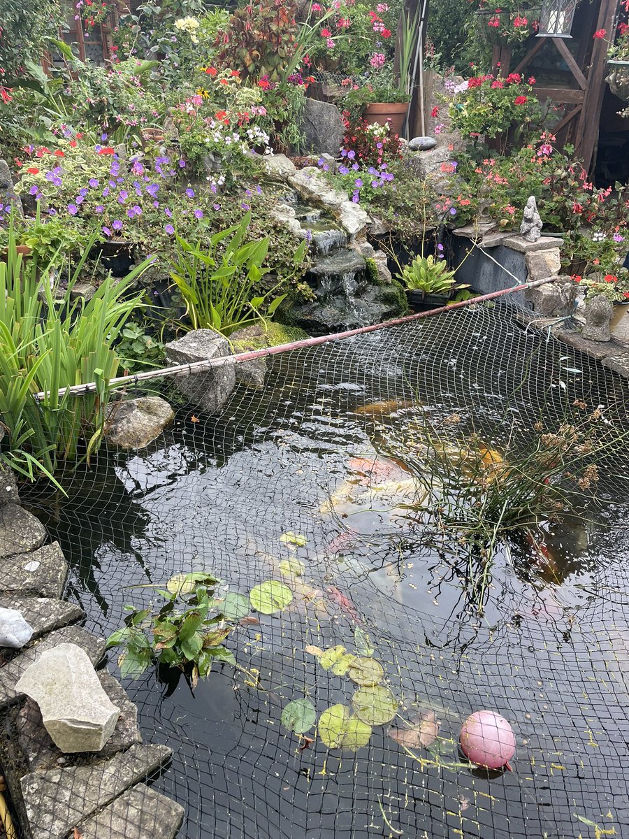 A fishy find on our garden competition! 🐟 #goteamhis <a href="/HiSPeterH/">Peter Hatch</a> <a href="/HiSCharlieH1/">HiSCharlieH</a> <a href="/HiSEllaLM/">Ella</a>
