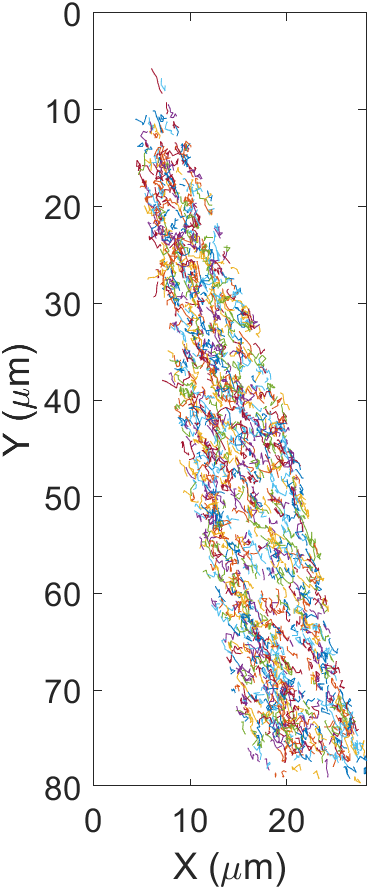 AntaniJo's tweet photo. Apparently this is cutting edge: the instructors @OMIBS_MBL say measuring the speeds of EB1 would have been very VERY difficult 5 years ago! 

Here are over 1400 trajectories obtained within minutes and a speed histogram.. https://t.co/1z2S0skyoI