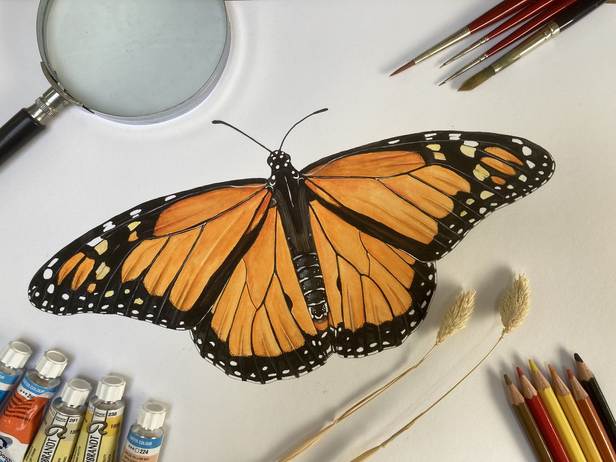 Monarchvlinder, één van de vele pareltjes die wordt beschreven in mijn nieuwe vlinderboek, die volgend jaar verschijnt. #monarchbutterfly #butterfly #monarchvlinder #wildlifeart #wildlifeartist #jasperderuiter #natuurillustraties #insecten