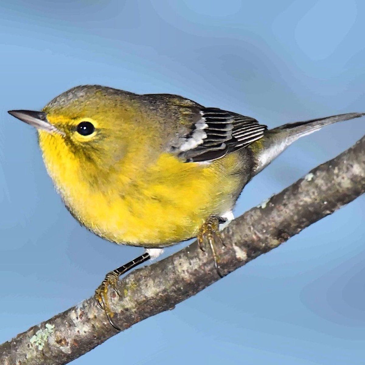 It's fall migration time and we've recently added lots of fall day trips to our website: birdventures.com/day-trips.html

Hope you can join us sometime soon!

Pine Warbler by Alan Lenk