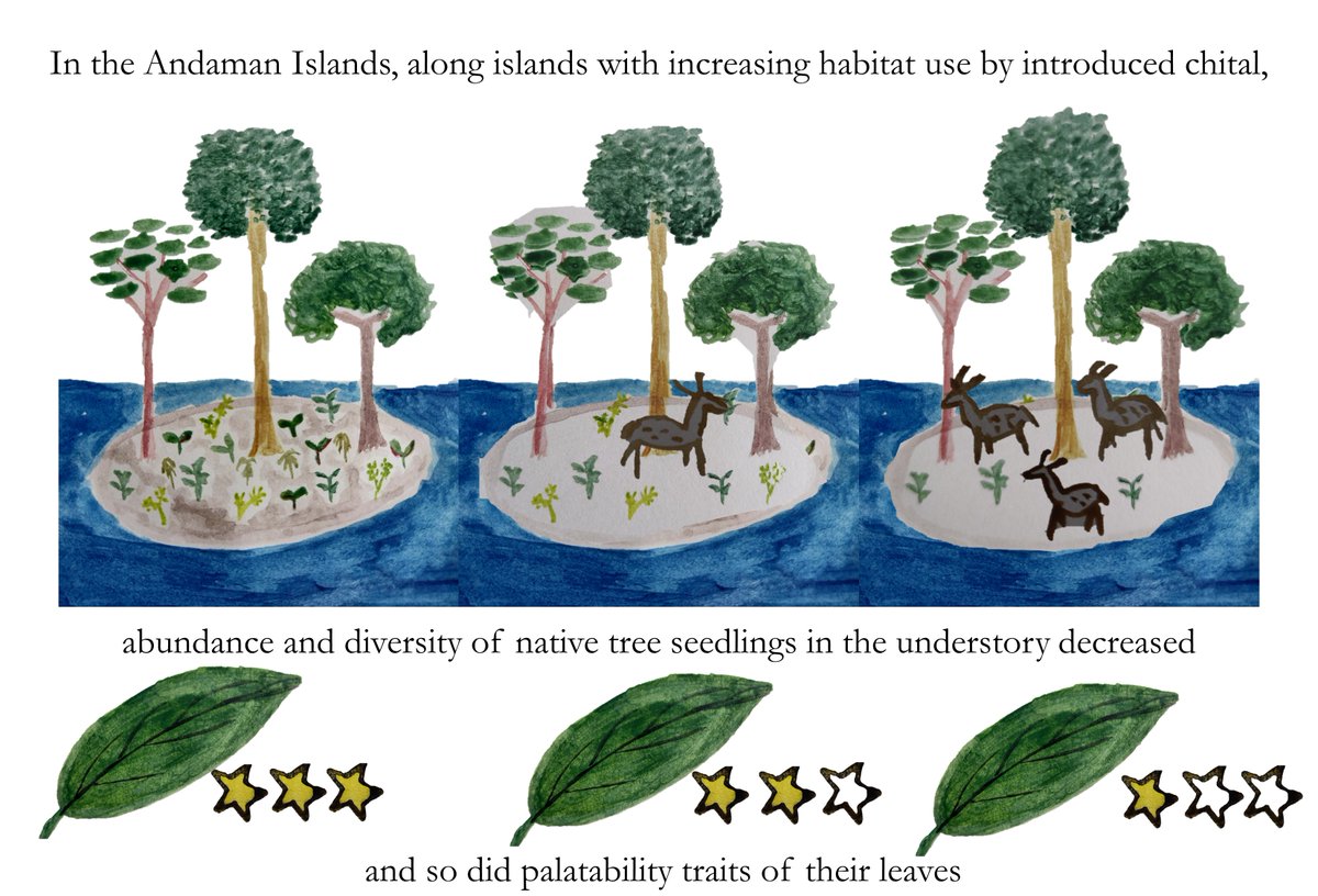 📢NEW PAPER OUT! How does nearly a century of #herbivory by introduced spotted deer affect #tropical forests of the Andaman Islands? Click on the image to check out findings in watercolour!

Read the full paper and our Hindi abstract here: doi.org/10.1111/btp.13… (1/n)