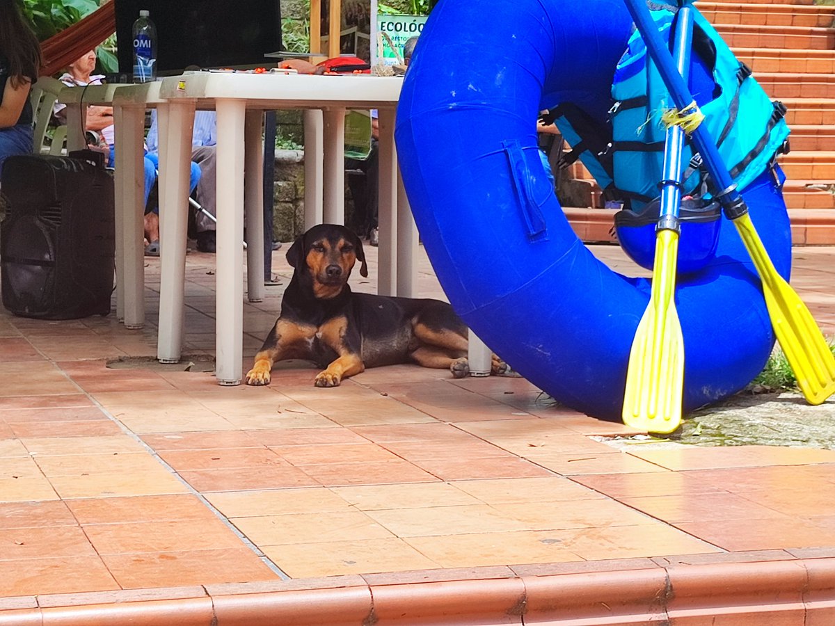 QuienEsQuienOA's tweet photo. Hasta el perro y el gato no se quieren perder el parche del #SamanaFest.
Qué piensas para empacar la carpa y el bloqueador, @SanLuisANT los espera.
@Henryesuarez alcalde 2020 - 2023.
#OrienteAntioqueño
https://t.co/tDMvTwKLql https://t.co/FwVa7YQJQO