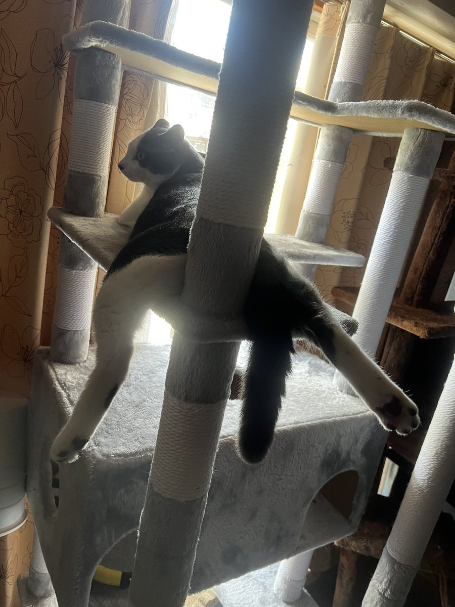 manachan4567's tweet photo. これが今流行りの猫のくつろぎ方じゃ！！

#猫 #猫がいる暮らし #猫のいる幸せ #猫好き #猫写真 #猫好きさんと繋がりたい #ハチワレ #保護猫 #1歳 #ヤンチャ小僧 https://t.co/fq8iHy8Ves