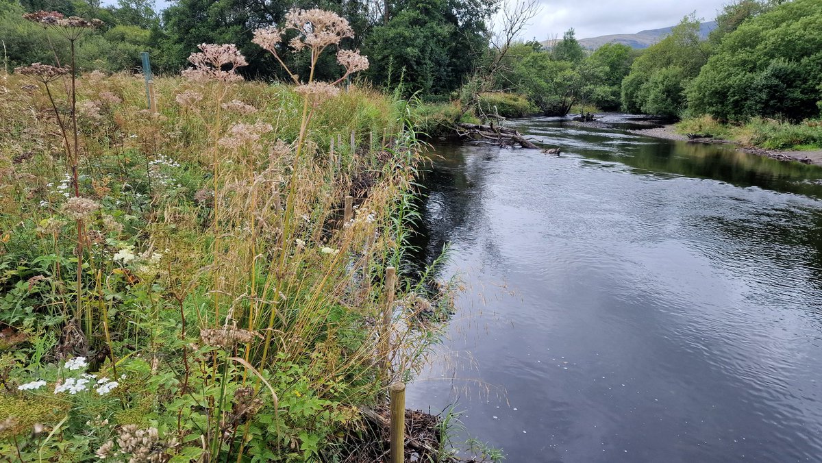 ForthRiversT's tweet photo. Using natural materials to reduce bank erosion helps nature by reducing sediment entering the river, providing homes for fish like salmonids, eels and lamprey. We installed this green banking as part of @CallandersLand. Was looking great when we paid it a visit last week. https://t.co/GtTVtCtCmU