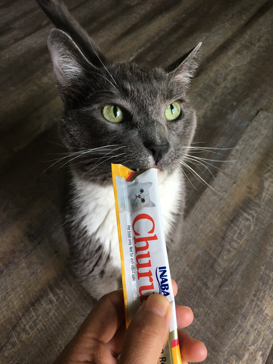 phydlehof's tweet photo. Jebadiah is about getting "kitty crack".
ジェバダイア、ちゅーるをもらう。アメリカの猫もちゅーる大好き。
#猫のいる生活 
#ロシアンブルー 
#Kittycrack
#猫好きさんとつながりたい https://t.co/U3CIJe8jVF