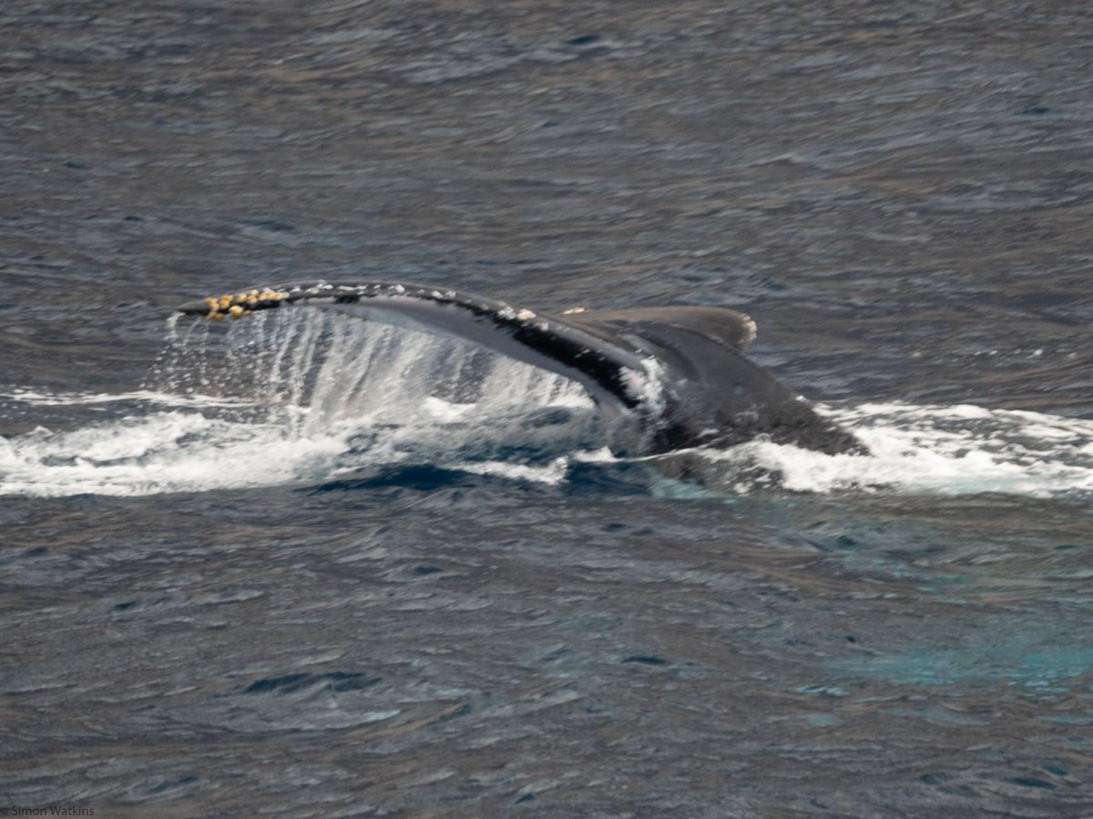 AscensionMPA's tweet image. The last few weeks a large female #Humback and her calf have been seen swimming around Ascension's coast. We finally got some photos!

#smallislandBIGVISION
📸:Simon Watkins