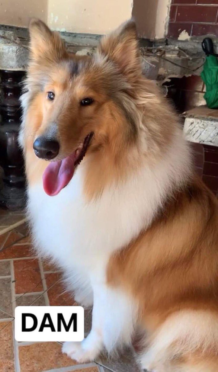 Anthoninesolis's tweet photo. MALE ROUGH COLLIE PUPPY 📩📩 https://t.co/gBc8tAxsqg