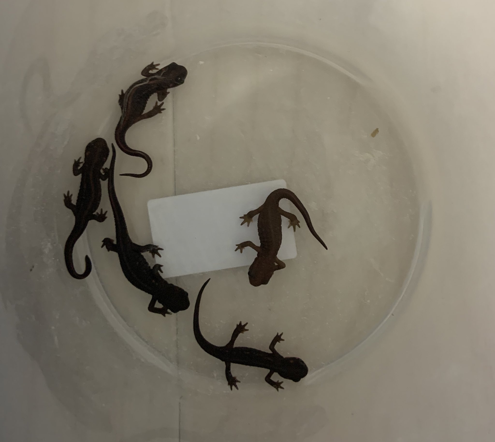 イモリ幼体 Twitter Search Twitter