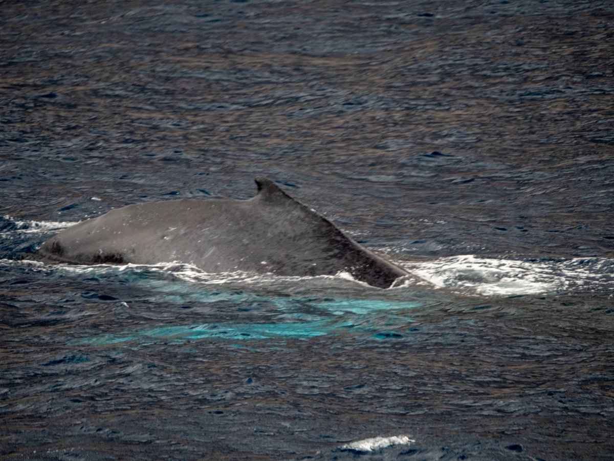 AscensionMPA's tweet image. The last few weeks a large female #Humback and her calf have been seen swimming around Ascension's coast. We finally got some photos!

#smallislandBIGVISION
📸:Simon Watkins