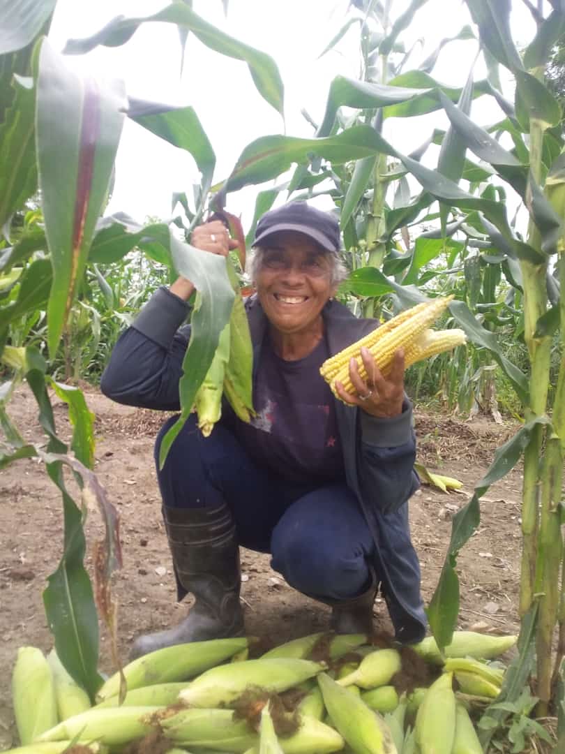 Viceagrourbana's tweet photo. Cosecha de maíz, producto de la donación en el Asentamiento Campesino la tierra prometida (FUSAGRI) dando cumplimiento a las orientaciones del Pdte. @NicolasMaduro, la Ministra @greybp1, y al acompañamiento de los productores por el Plan Agrourbano Carabobo 200 #RefuerzaTuVacuna https://t.co/v5mpiY5Go8